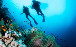 Belize Blue Hole Diving