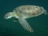 Turtle Belize