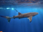 Whale Sharks Belize