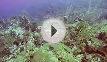 GoPro Video of Nurse Shark off San Pedro Belize