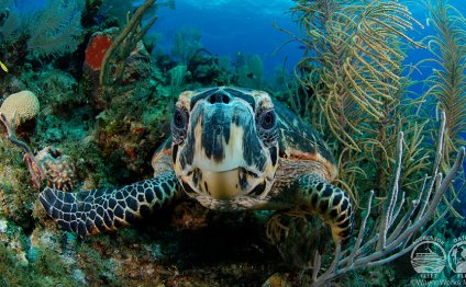 In Belize, scuba diving