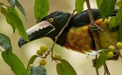 Belize Nature Travel