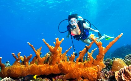 Scuba Diving In Belize