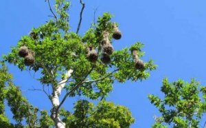 beaver-bird-nest-belize
