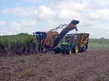 Belize Sugar Industry
