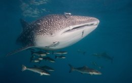 Belize Whale Shark Diving