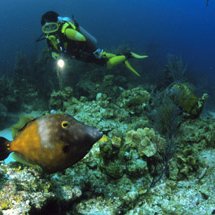 Caribbean lobster are often spotted while diving and snorkeling near Long Caye.