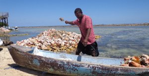 Conch Fisherman