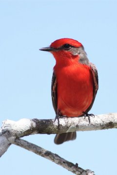 Crooked Tree Bird Sanctuary, Belize