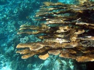 Elkhorn Coral
