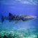 Swim with whale sharks Belize