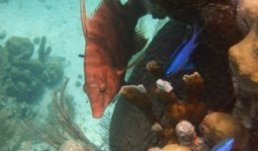 Hogfish & Blue Chromis - seen snorkeling in Belize