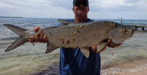 Jim's Tarpon