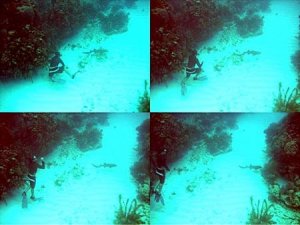 Nurse shark seen while free diving