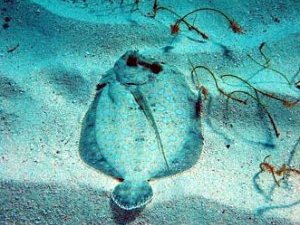Peacock Flounder