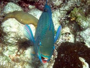 Queen Parrotfish