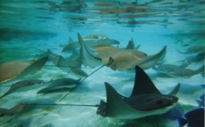 Belize all Inclusive Beach Resorts Adults only