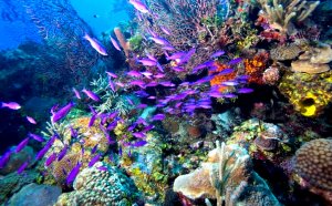 Belize City Scuba