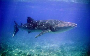Swim with whale sharks Belize