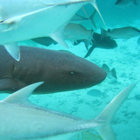 Shark Ray Alley is a popular diving area off the Ambergris coast.