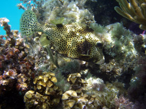 Spotted Trunkfish