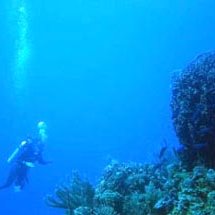 The Wall, one of Jasque Couteau's favorite dives, is just 5 minutes from our shore!