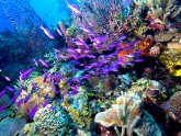 Belize City Scuba