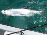 Placencia Belize fishing