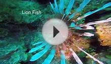 2015 Belize Vacation Dive Video - Hamanasi