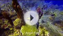 2014 Belize Vacation - Randy and Cheryl Foreman - Scuba