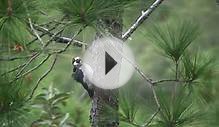 Acorn Woodpecker - Mountain Pine Ridge, Belize