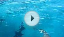Belize - Blue Hole Sharks Above Water
