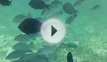 Belize Snorkeling