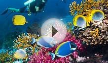 Best Diving and Snorkeling in Belize