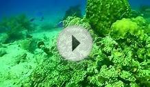 Cozumel/Belize Diving