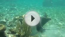 Encounter with Eagle Ray, South Water Caye, Belize