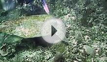 Giant Loggerhead Turtle in Belize