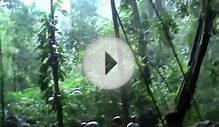 Olivia Cruise Western Caribbean: Belize Zipline Excursion