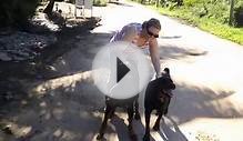 Rottweilers, Almond Beach, Jaguar Reef Lodge, Belize