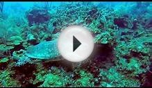Sea Turtle Belize