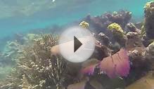 Snorkeling, Belize