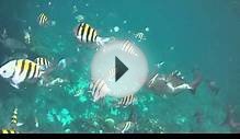 The Aquarium dive spot - Belize - Part 1
