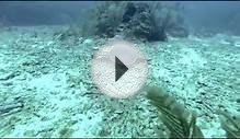 Things you might see SCUBA diving Ambergris Caye, Belize
