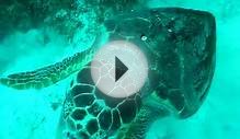 Turtle on Ambergris Caye, White Sands Dive Shop