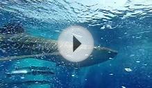 Whale Shark - Belize 4/2014 - GoPro