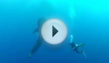Whale shark diving Placencia, Belize April 11, 2012