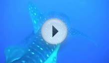 Whaleshark departing - Belize Dive