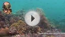 White Beach, moalboal dive sites