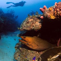 We see moray eels when diving at The Abyss.